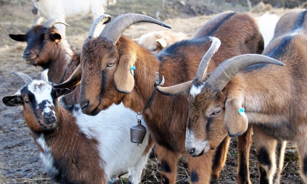 Нагли апаши задигнаха 110 кози от ферма в Сливенско 