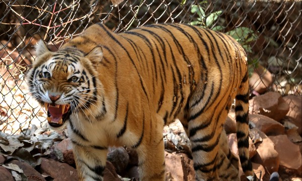 Тигрица се е заразила с коронавирус от служител на зоопарк?