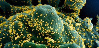 Най-голямата загадка: Гените ли са решаващи при коронавируса?
