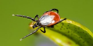 Кърлежи налазиха Варна след топлото и влажно време