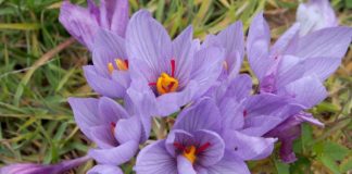 Силно търсене на шафран за лекарство срещу COVID-19