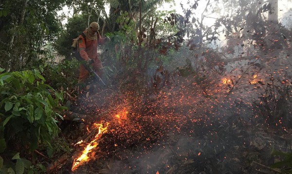 Най-мощните пожари от 13 години насам бушуват в Амазония 