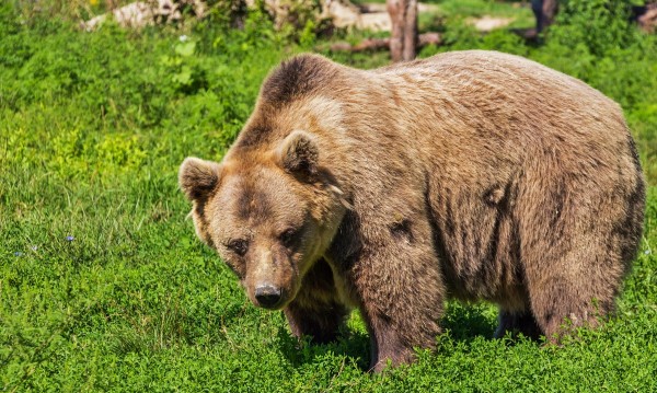 Откриха труп на мечка във велинградско 
