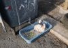 Посред зима: Жена, зарязала зайче до казана за боклук: Оставих го да си намери дом