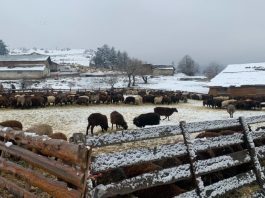 БАБХ започва прегледи за шарка по животните в Сливенско. Фермерите не дават “да се вземе нито капка кръв”