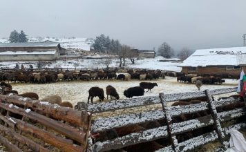 БАБХ започва прегледи за шарка по животните в Сливенско. Фермерите не дават “да се вземе нито капка кръв”