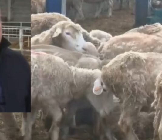 Тревога: Масов мор на овце край Карнобат, причината – 2 нови болести, за които нямало уред за изследване