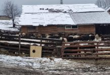 ЕК настоява за незабавно ликвидиране на огнището на чума във Велинград