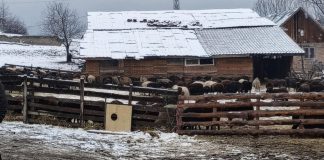 ЕК настоява за незабавно ликвидиране на огнището на чума във Велинград