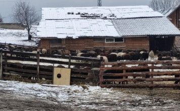 ЕК настоява за незабавно ликвидиране на огнището на чума във Велинград